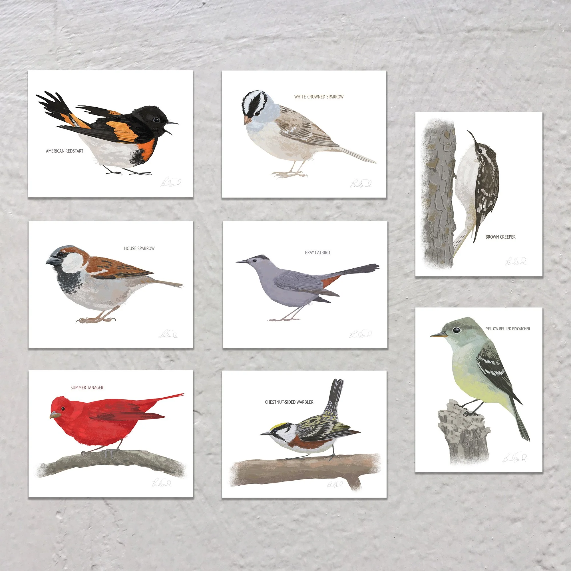 Blank Note Card Set, Backyard Birds Collection 5 — Brad Sneed